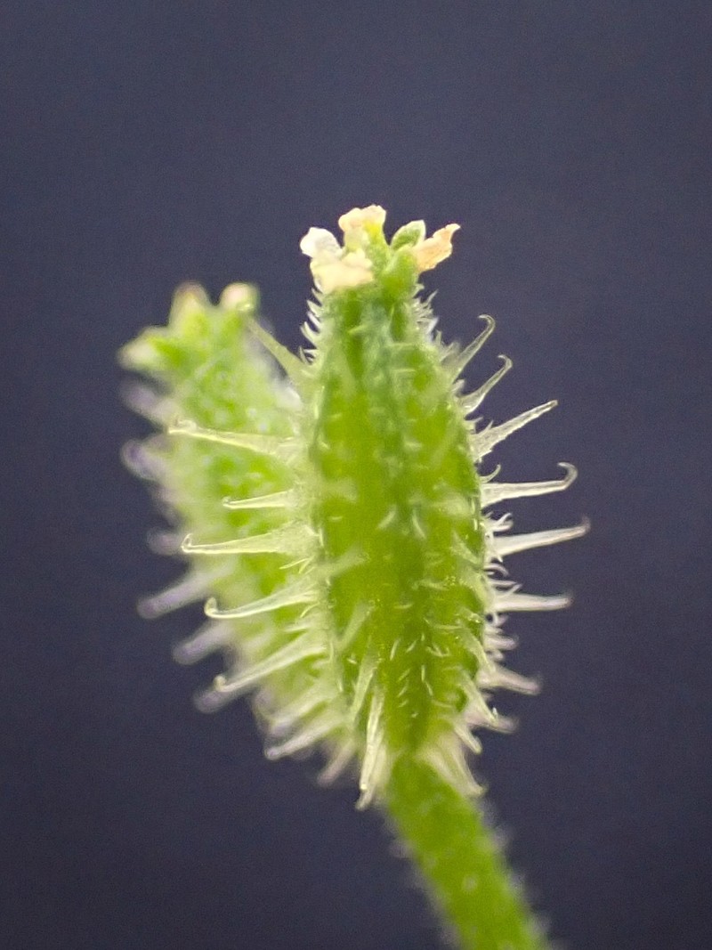 False Carrot photo 4