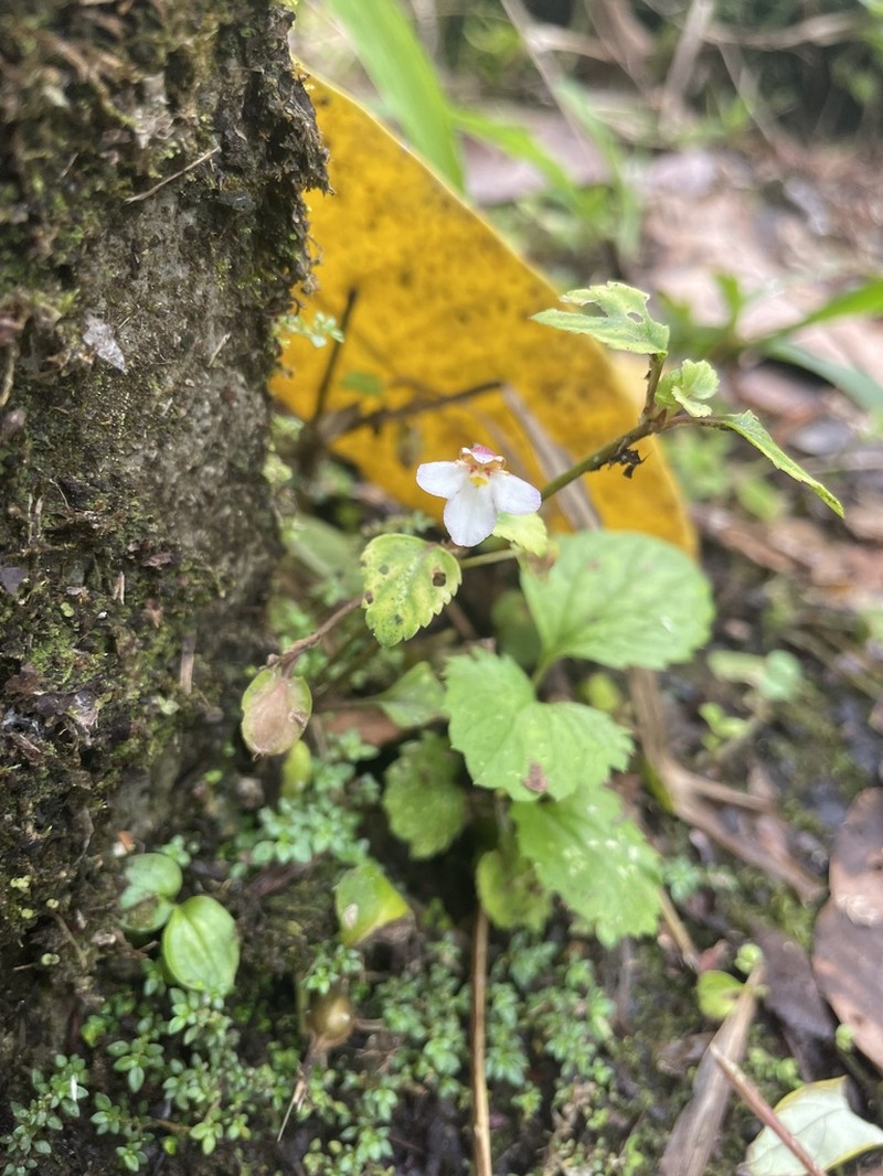 Yamazakia pusilla