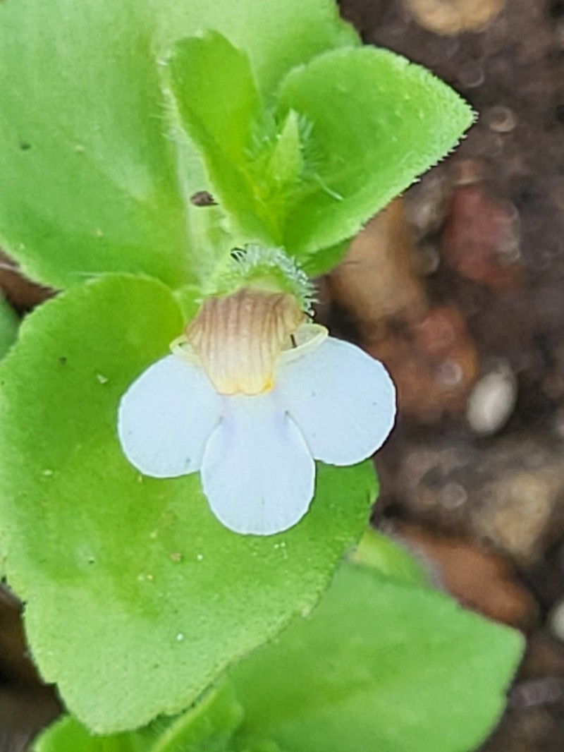 Yamazakia pusilla photo 2