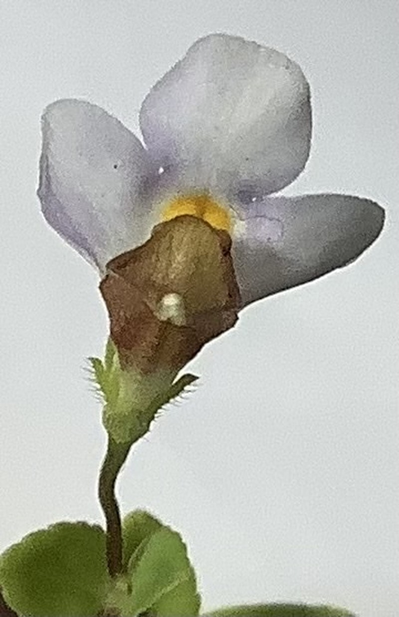 Yamazakia pusilla photo 3