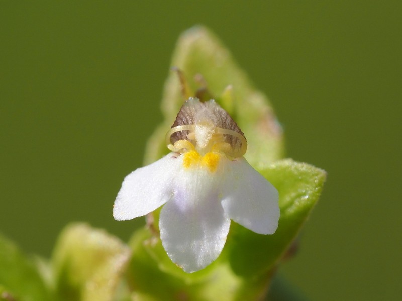 Yamazakia pusilla photo 4