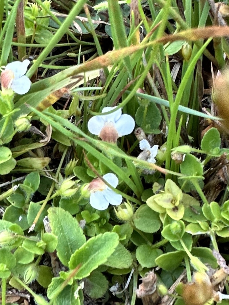 Yamazakia pusilla photo 5