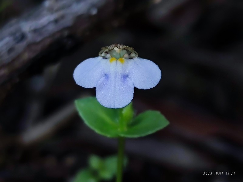 Yamazakia pusilla photo 6