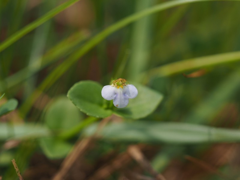 Yamazakia pusilla photo 7