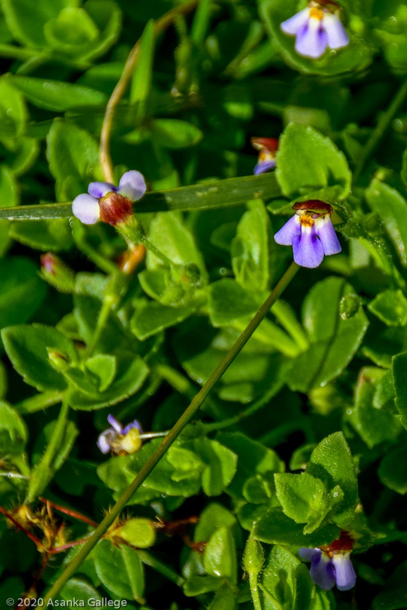Yamazakia pusilla photo 8