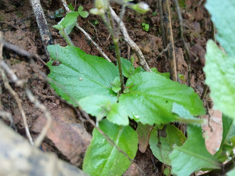 Sticky False Pimpernel