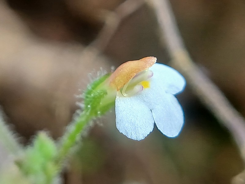 Sticky False Pimpernel photo 2