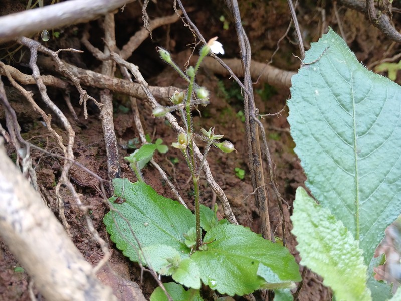 Sticky False Pimpernel photo 3