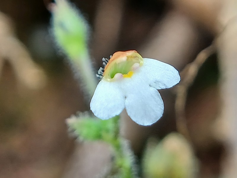 Sticky False Pimpernel photo 4