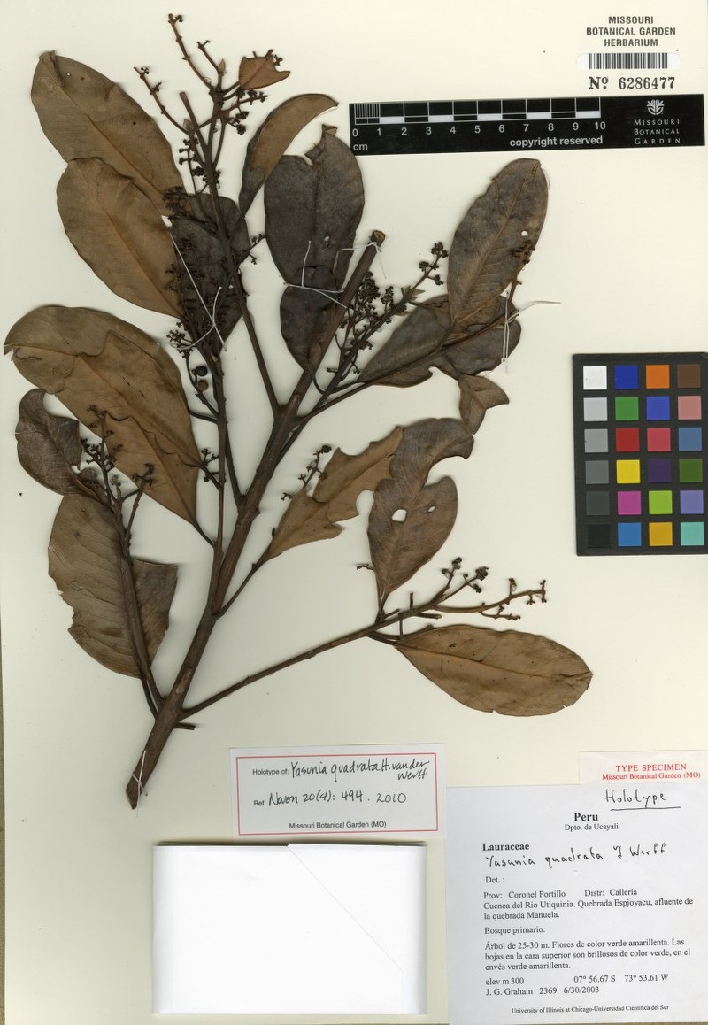 Yasunia quadrata
