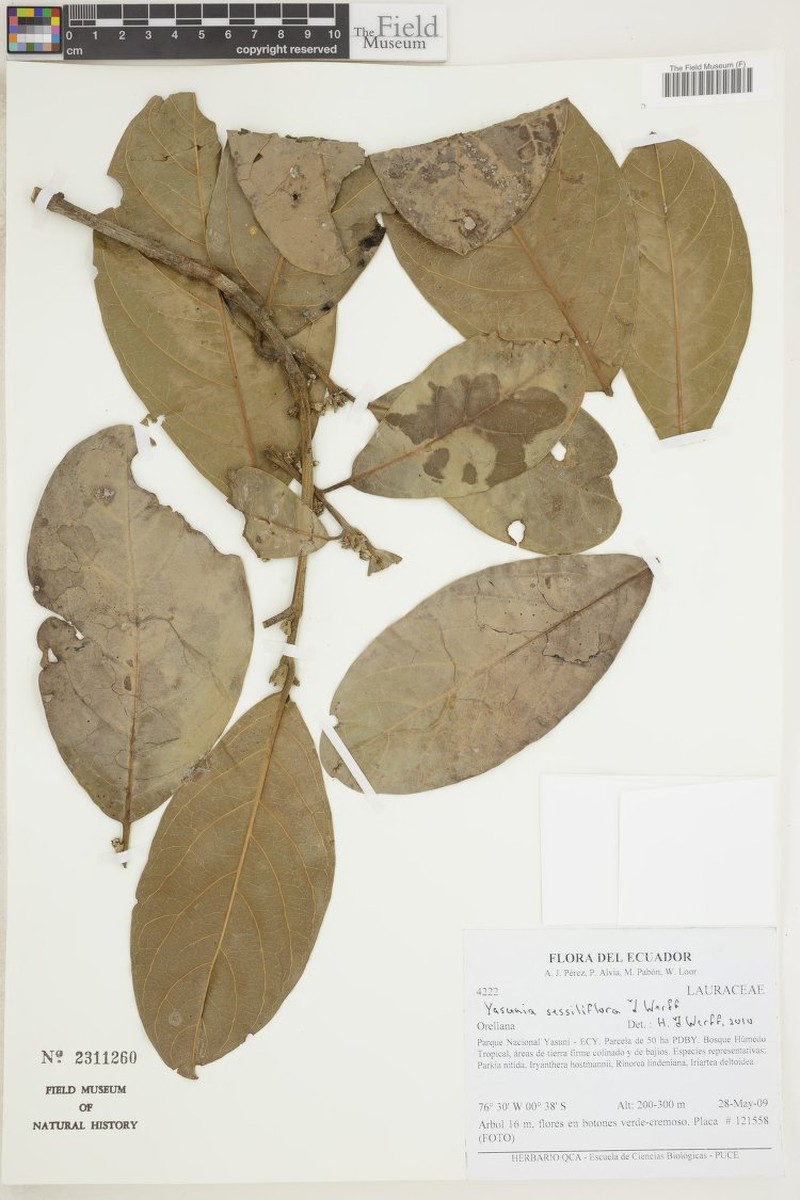 Yasunia sessiliflora photo 2