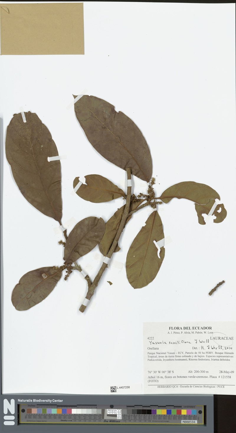 Yasunia sessiliflora photo 3