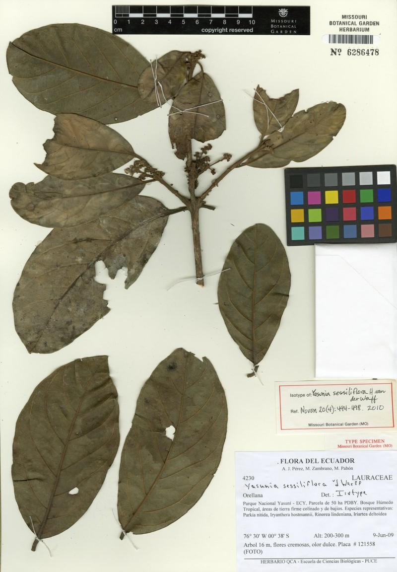 Yasunia sessiliflora photo 4