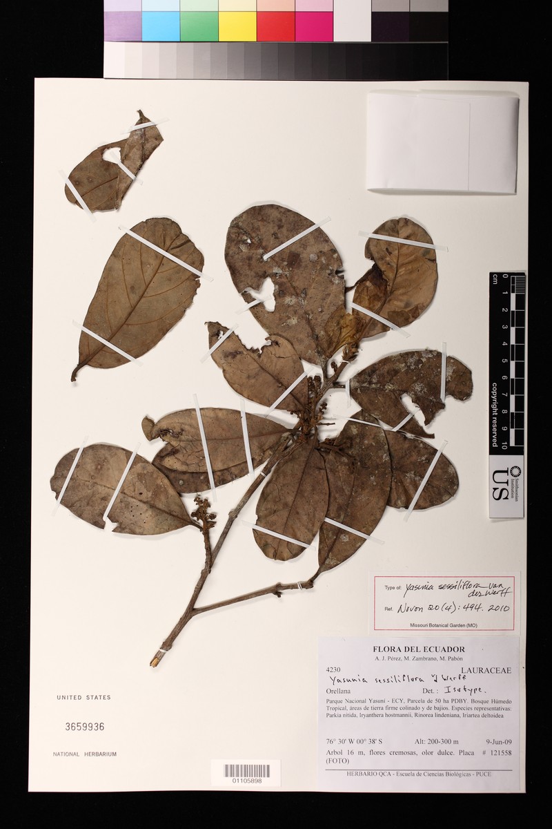 Yasunia sessiliflora
