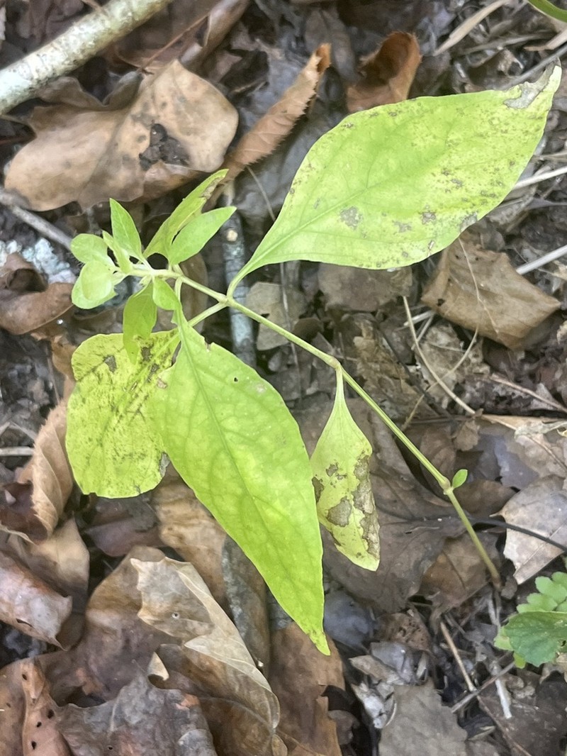 Yellow Bractspike photo 5