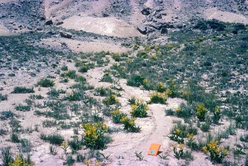 Desert Yellowhead photo 3
