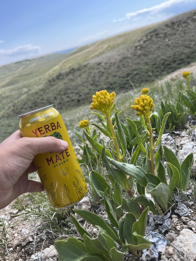 Desert Yellowhead