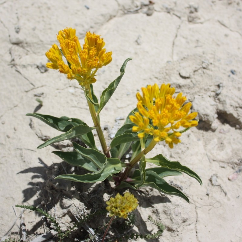 Desert Yellowhead photo 2
