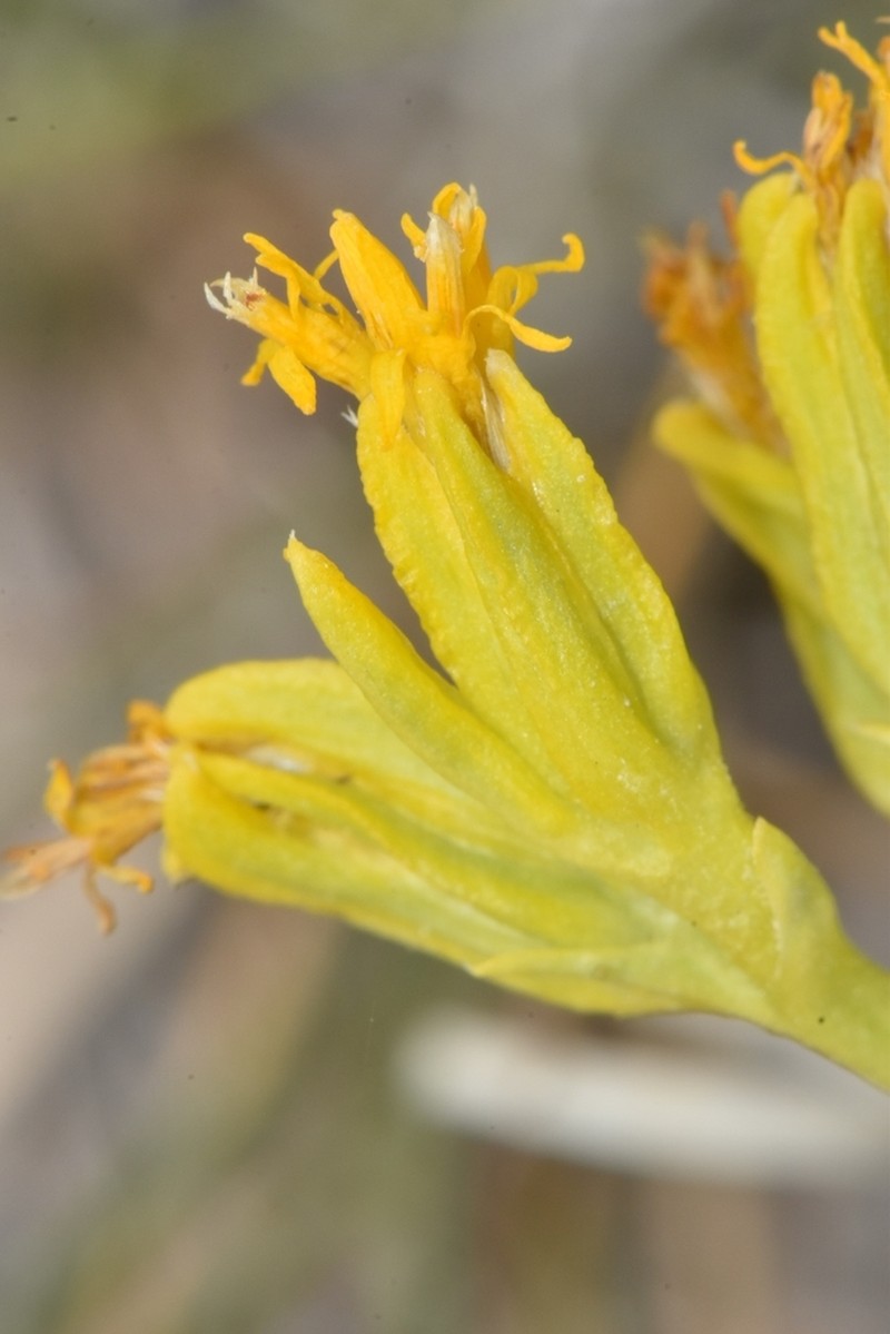 Desert Yellowhead photo 4