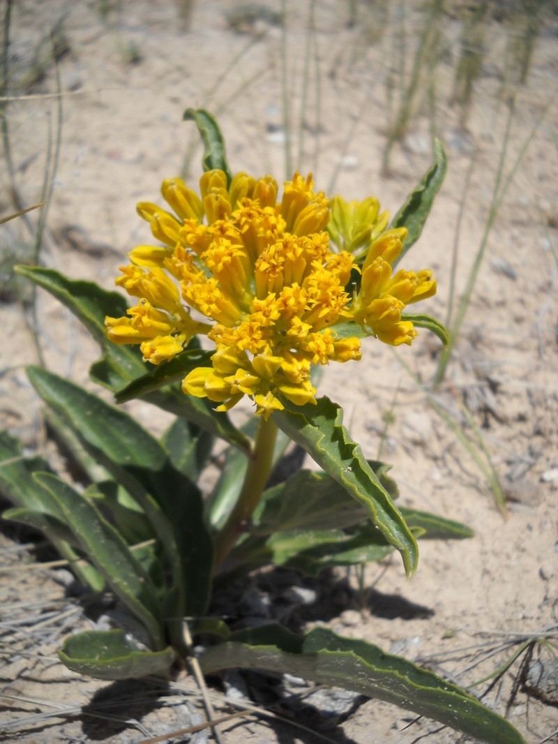 Desert Yellowhead photo 5