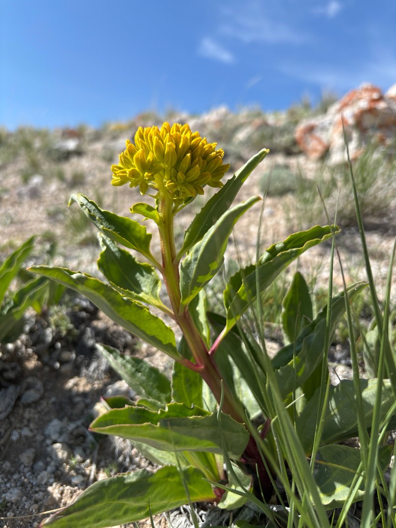 Desert Yellowhead photo 6