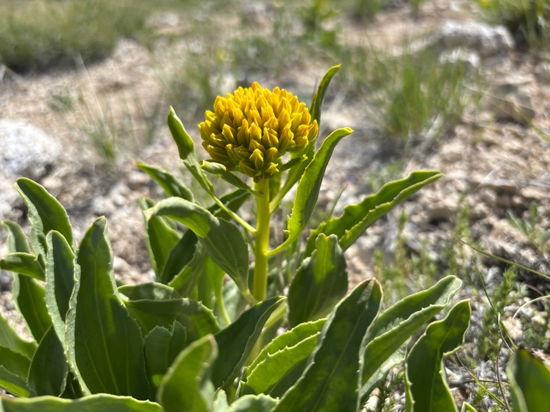 Desert Yellowhead photo 7