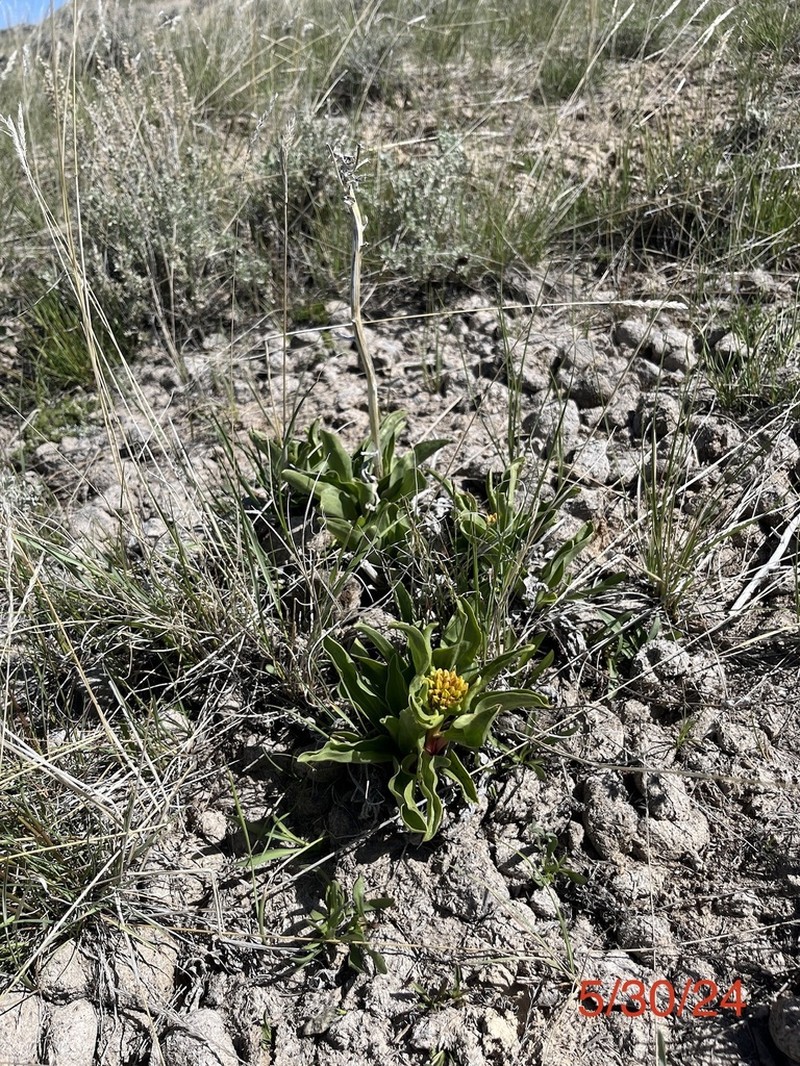 Desert Yellowhead photo 8