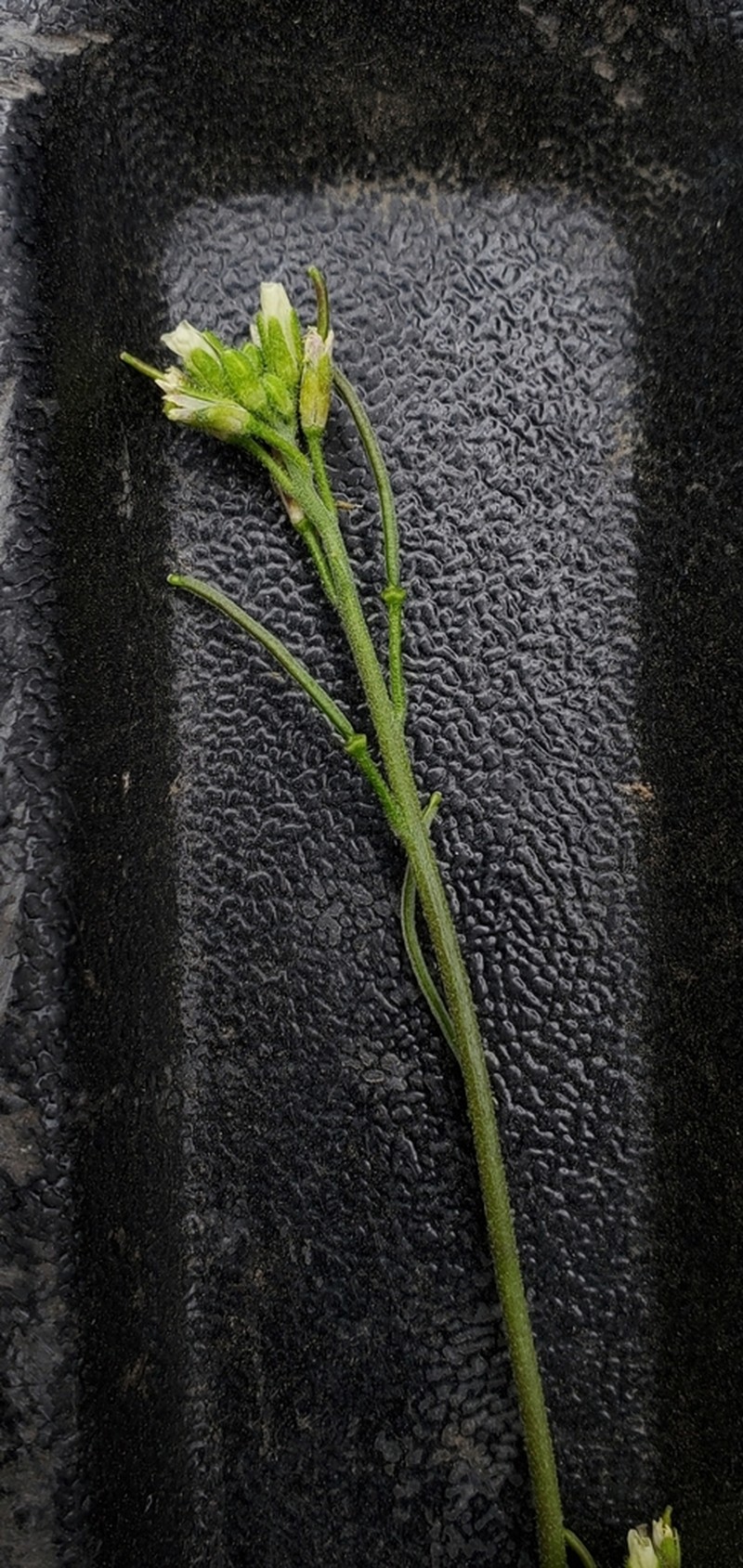 Yosemite rockcress