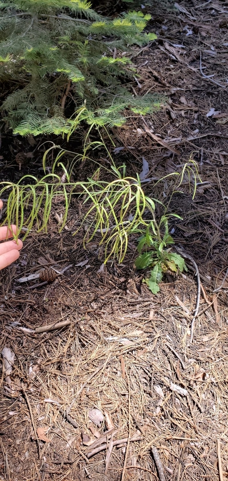 Yosemite rockcress photo 2