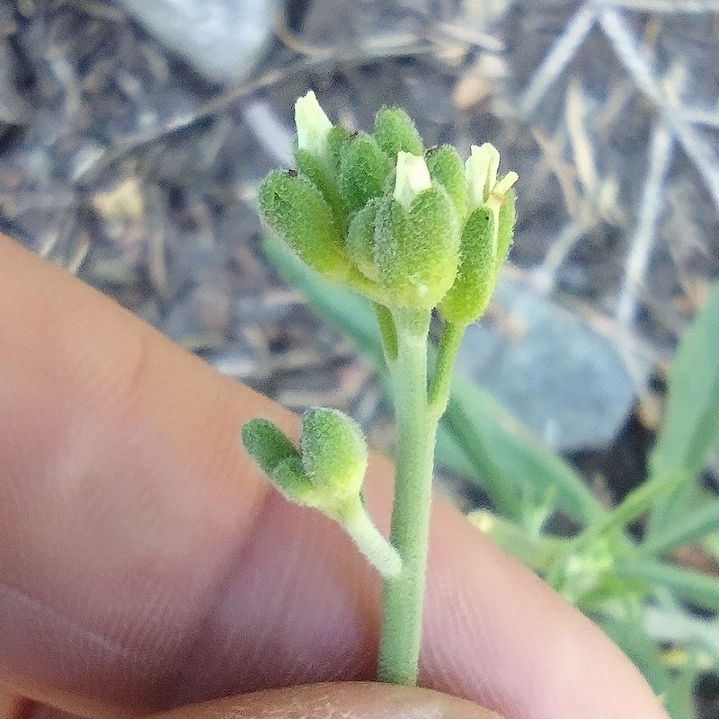 Yosemite rockcress photo 3