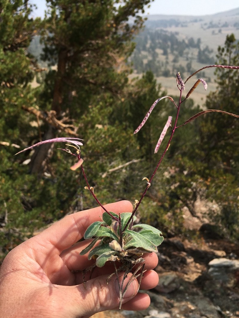 Yosemite rockcress photo 5