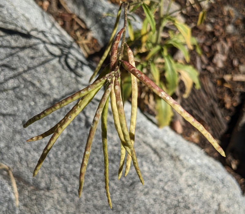 Yosemite rockcress photo 6