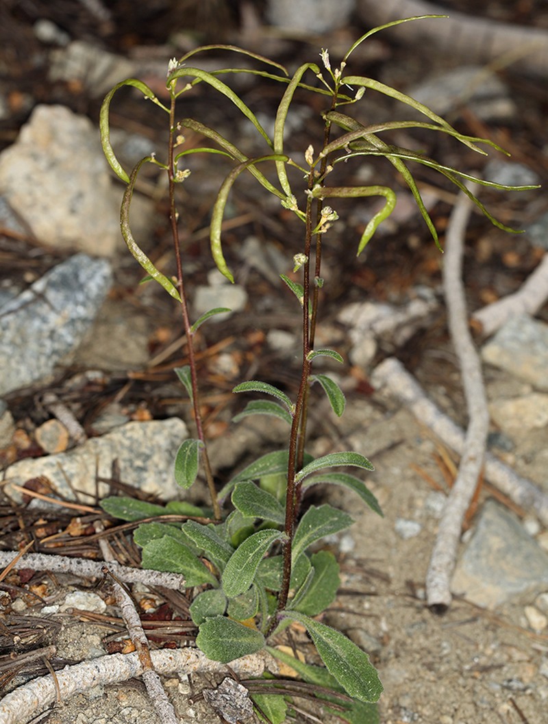 Yosemite rockcress photo 7
