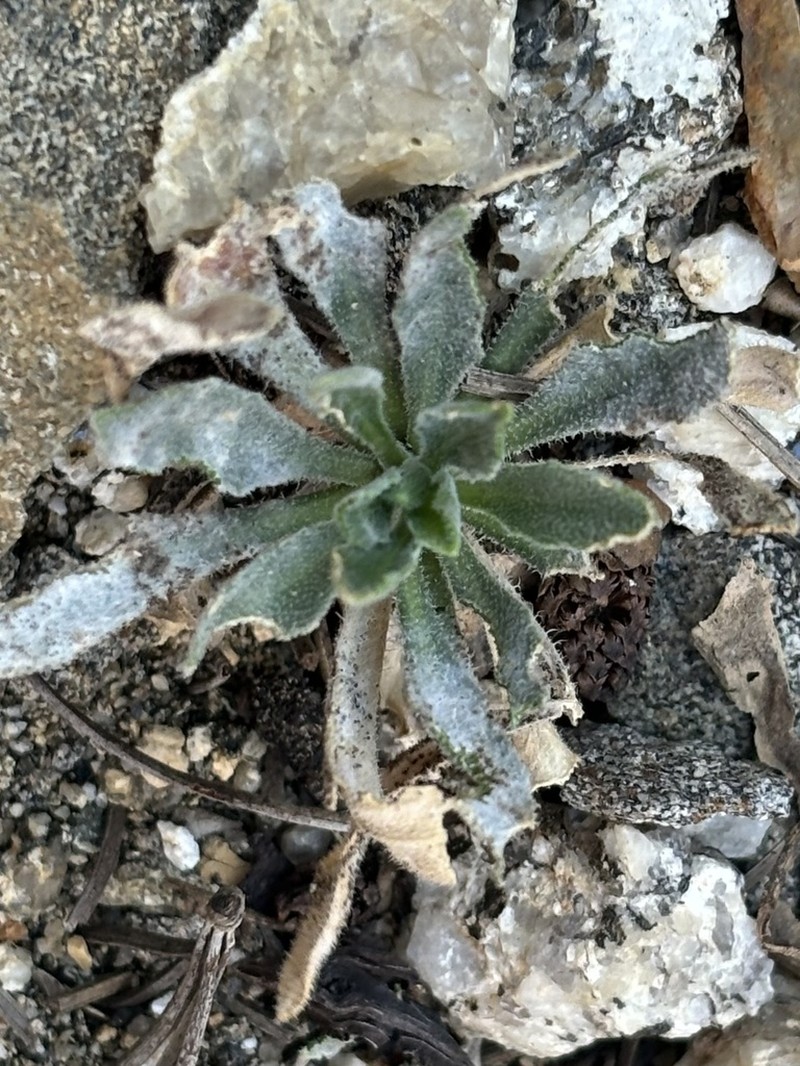 Yosemite rockcress photo 8
