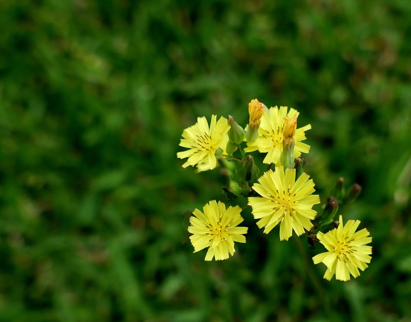 Oriental False Hawksbeard photo 2