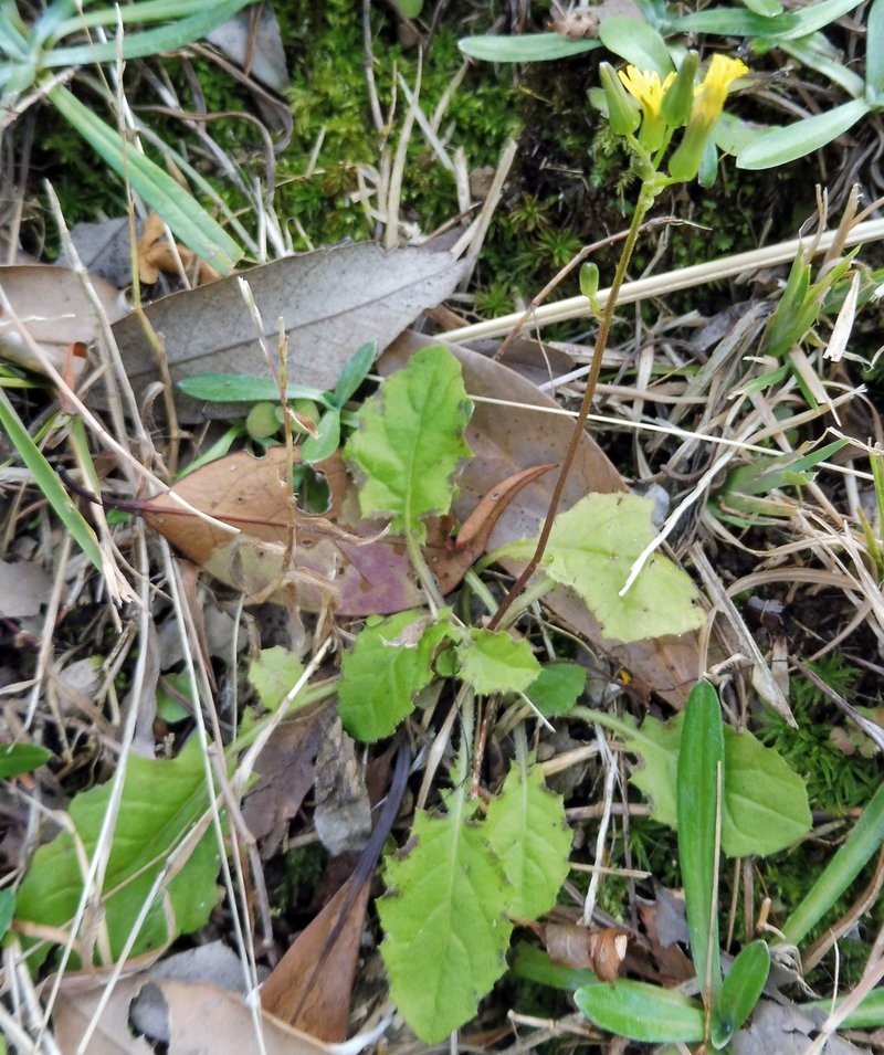 Oriental False Hawksbeard