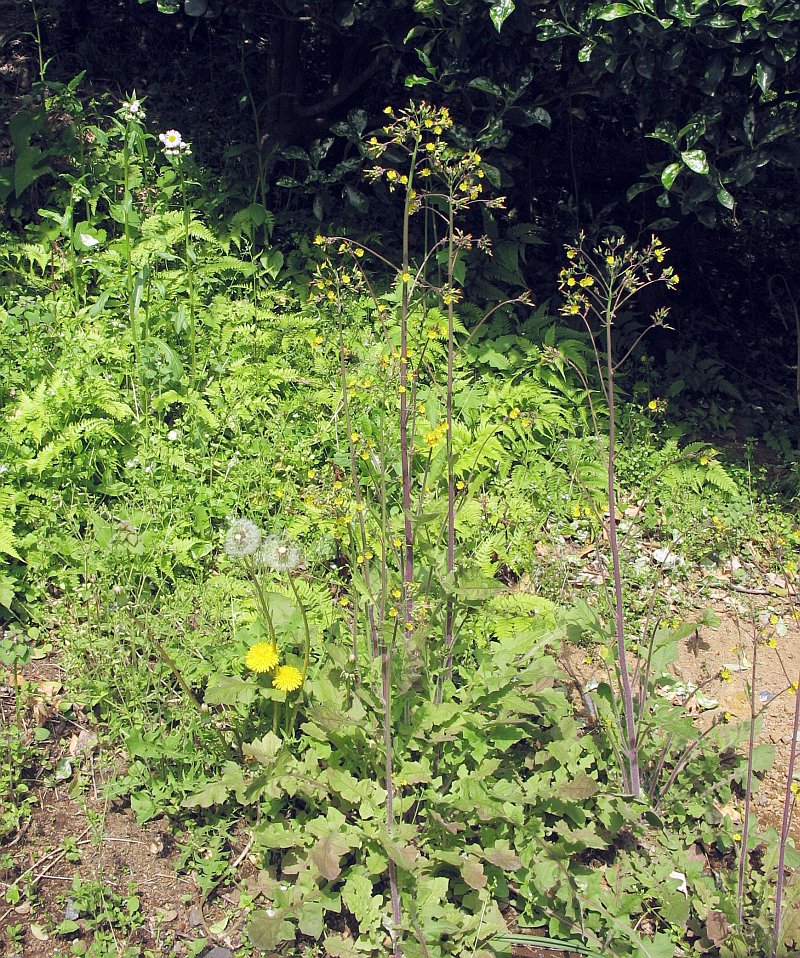 Oriental False Hawksbeard photo 6
