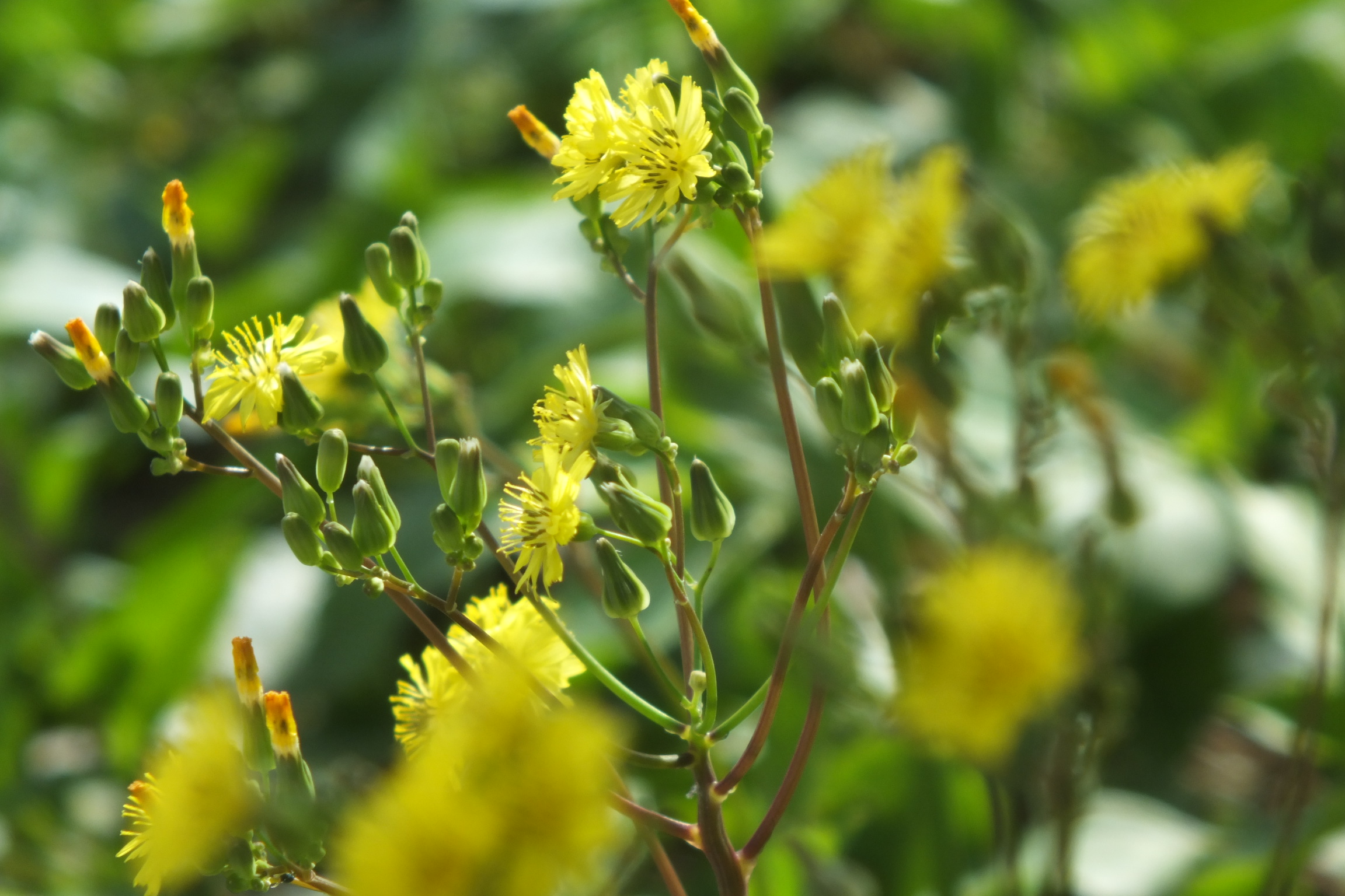 Oriental False Hawksbeard photo 7