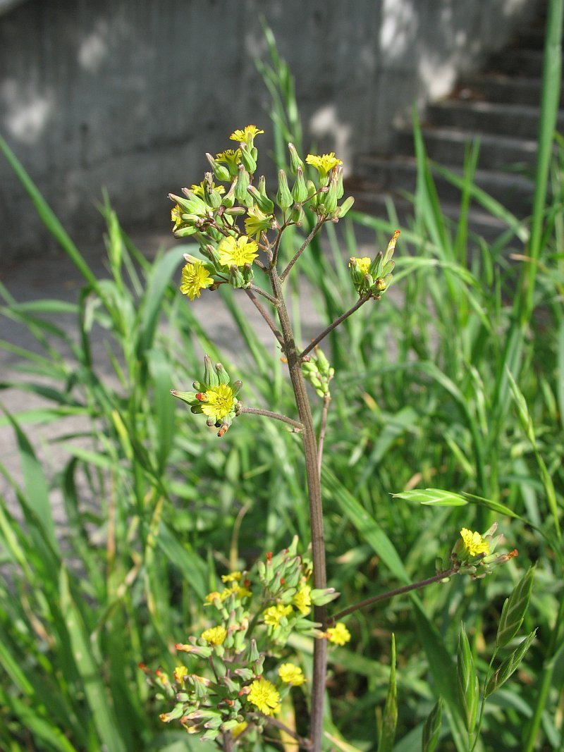 Oriental False Hawksbeard photo 8