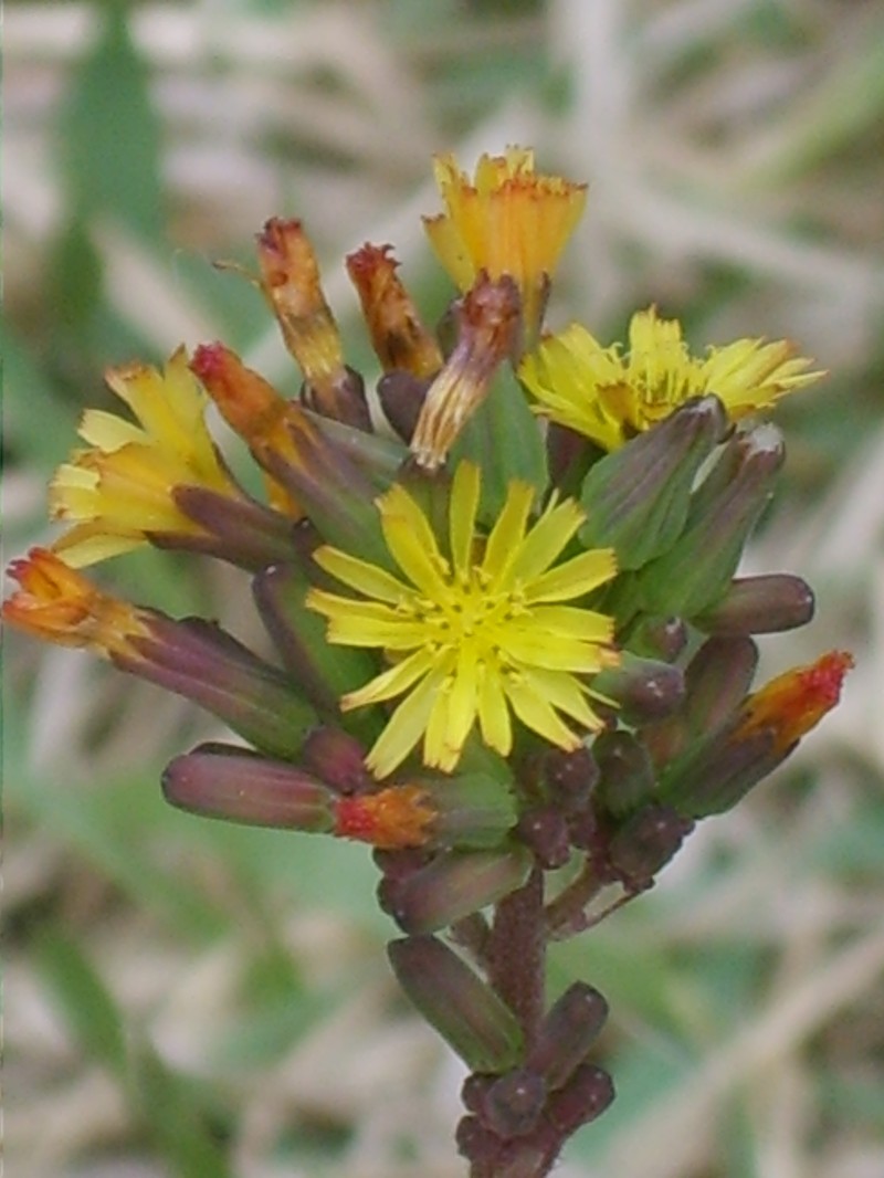 Oriental False Hawksbeard photo 3