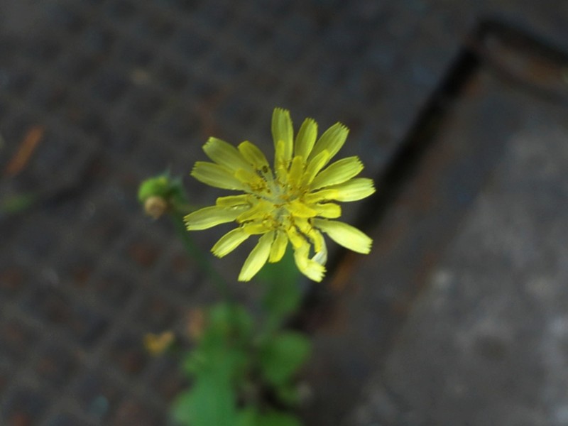 Oriental False Hawksbeard photo 4
