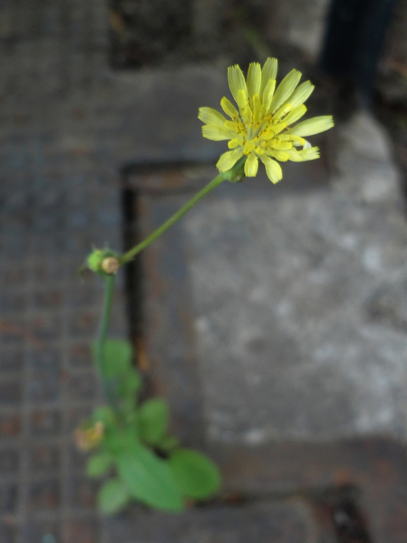 Oriental False Hawksbeard photo 5