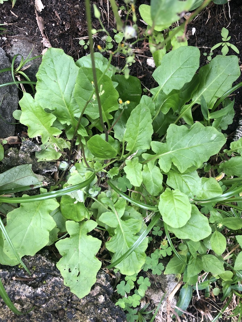 Youngia japonica subsp. japonica
