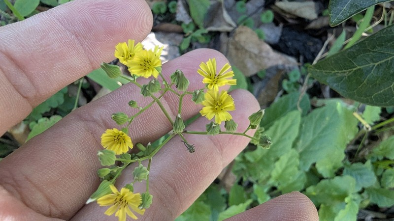 Youngia japonica subsp. japonica photo 2