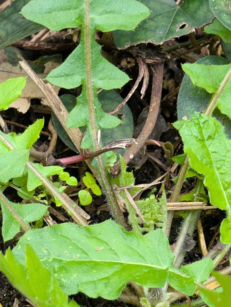 Youngia japonica subsp. japonica photo 3