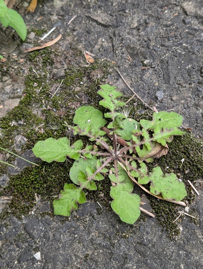 Youngia japonica subsp. japonica photo 4