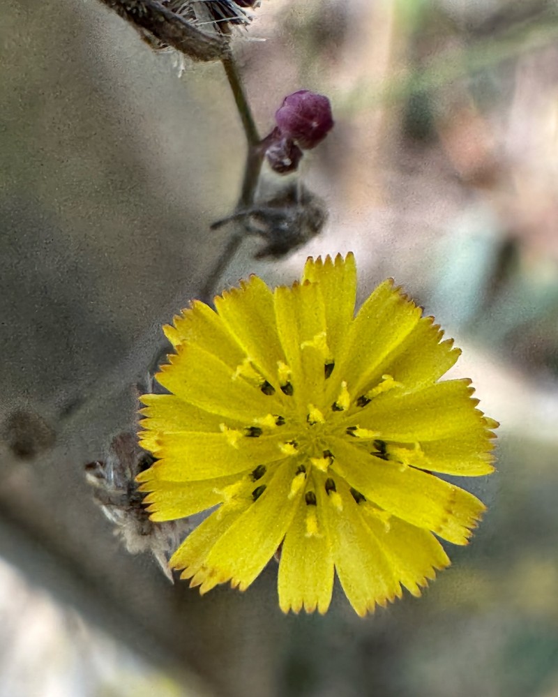 Youngia japonica subsp. monticola