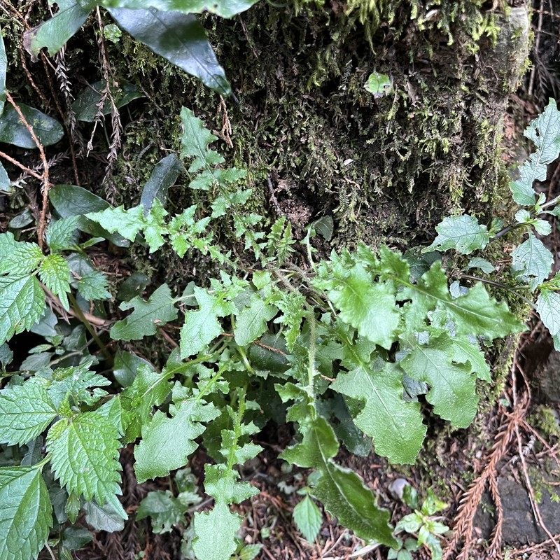 Youngia japonica subsp. monticola photo 2
