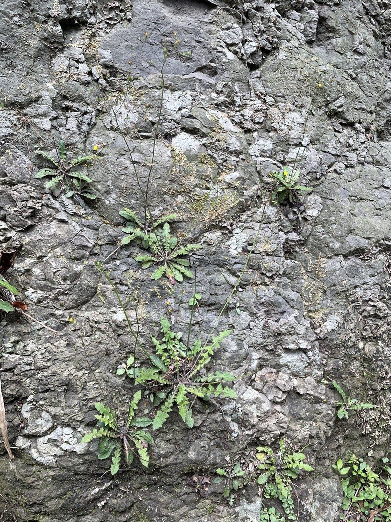 Youngia japonica subsp. monticola photo 3