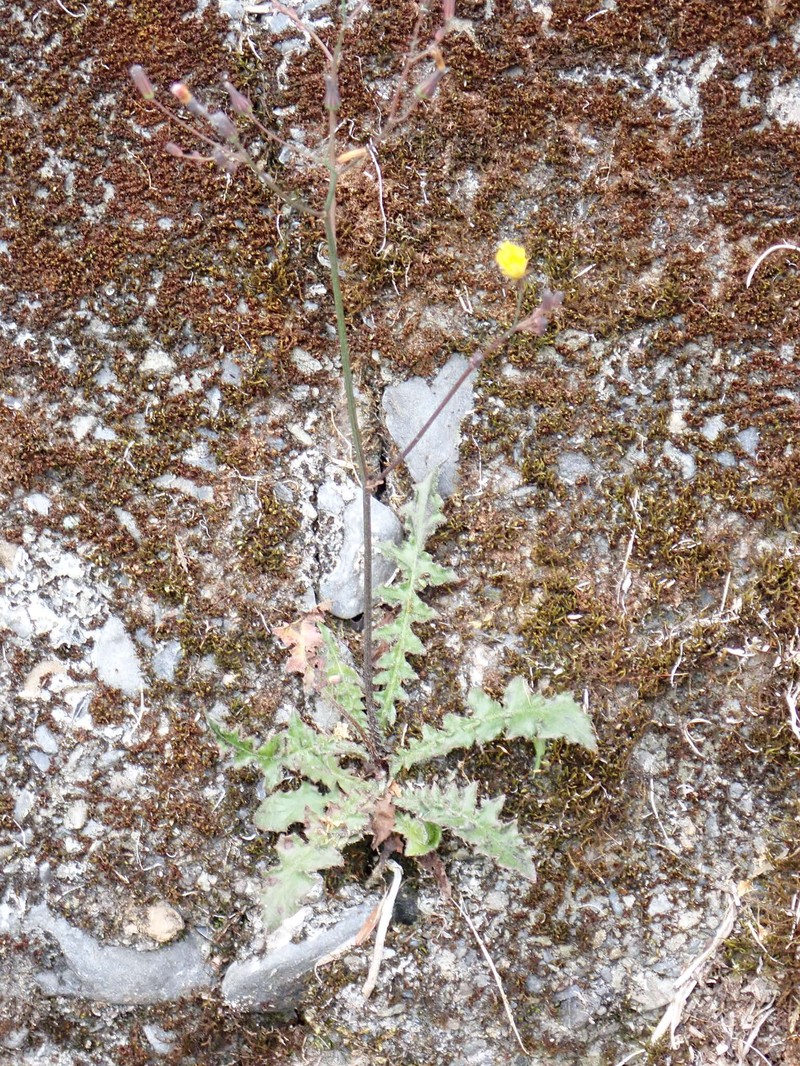 Youngia japonica subsp. monticola photo 4